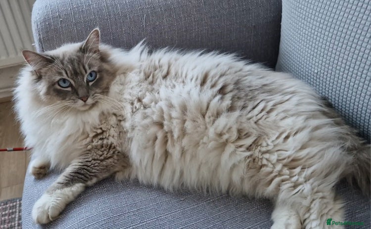 Ragdoll cats - Advert 1