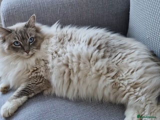 Ragdoll cats - Advert 5