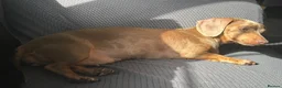 Miniature Dachshund dogs for sale: 3 year old dachshund female  - Advert 5