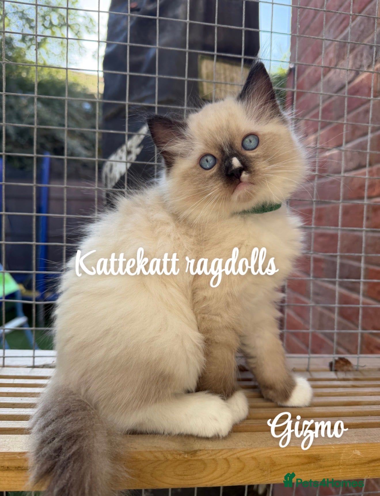 Ragdoll cats *Stunning colours. TICA registered. Extra fluffy* - Advert 14