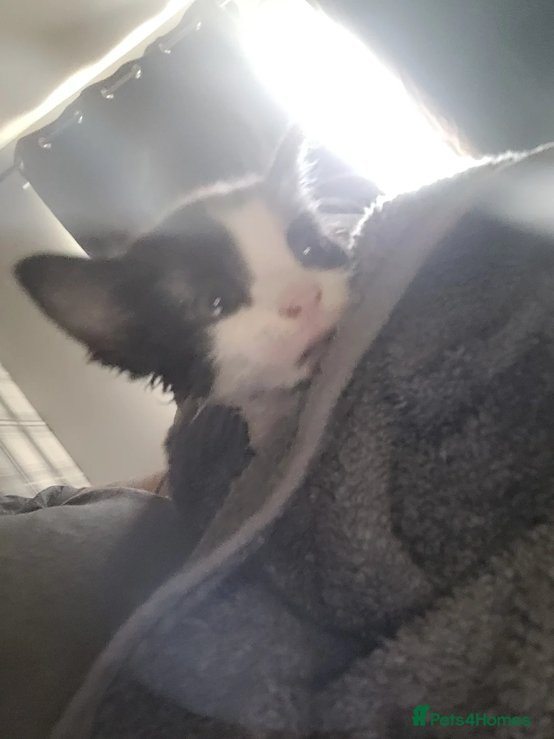 Mixed Breed cats for sale: Kittens for sale  in Grangemouth - Advert 2