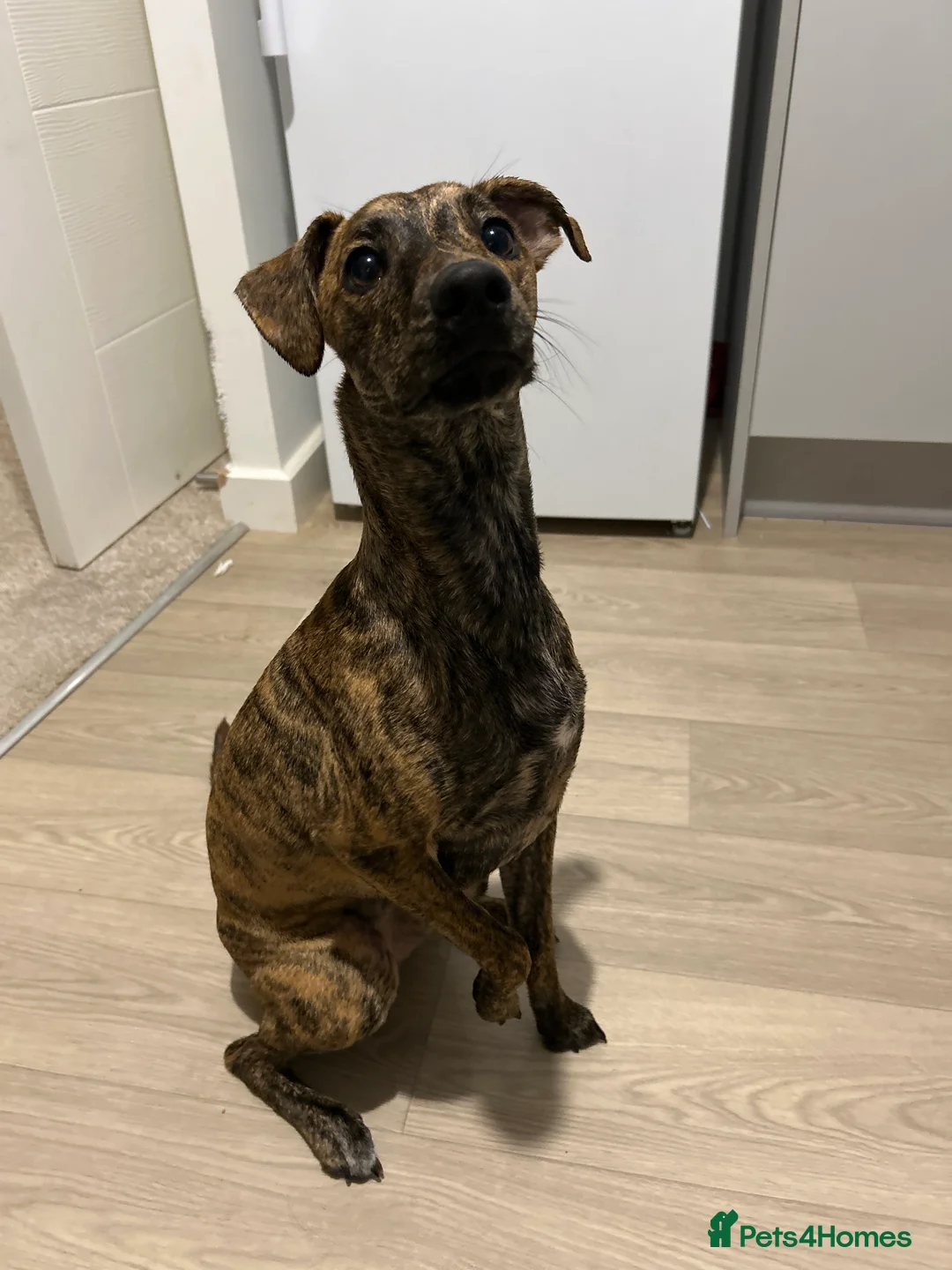 Whippet dogs for sale: 9 month old whippet - Advert 1