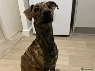 Whippet dogs 9 month old whippet - Advert 1