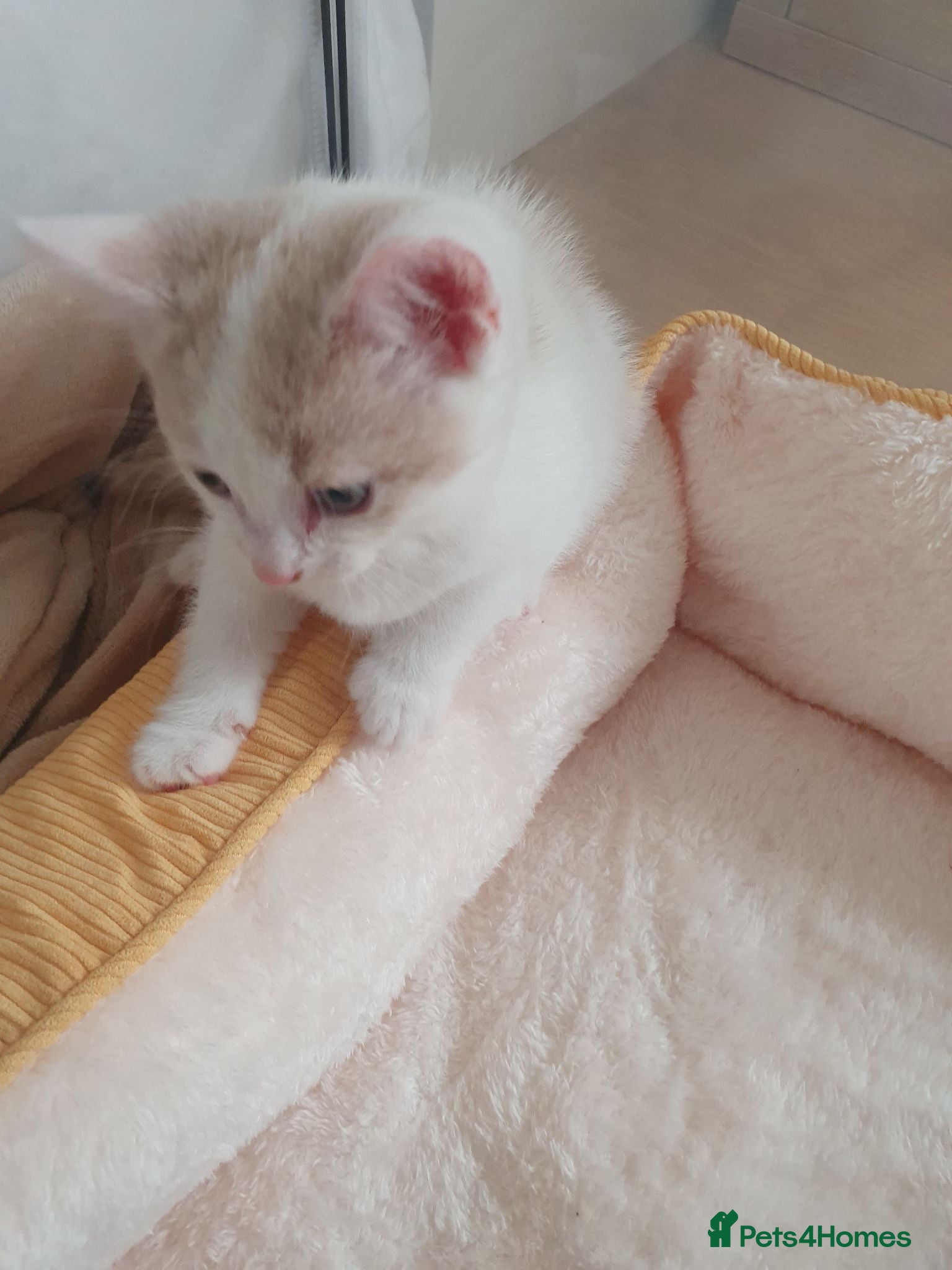 Mixed Breed cats 1 rare colour gorgeous little boy.  - Advert 2