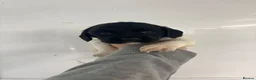 English Springer Spaniel dogs for sale: Kc springer spaniel Puppies - Advert 7