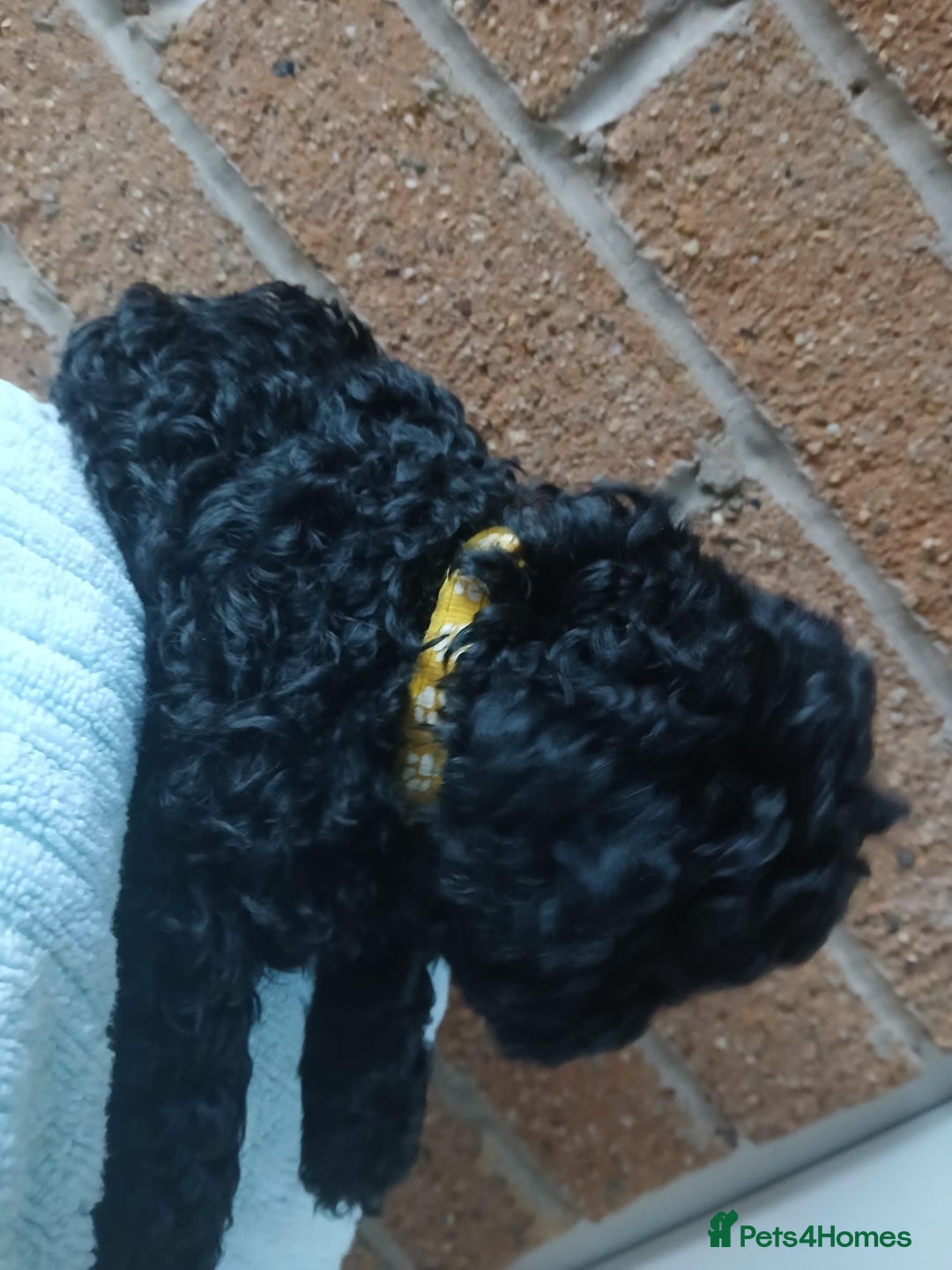 Cockapoo dogs for sale: READY NOW 5* F2B Merle Cockapoos - Image 20