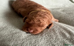 Australian Labradoodle dogs for sale: Fib Labradoodle puppies - Advert 29