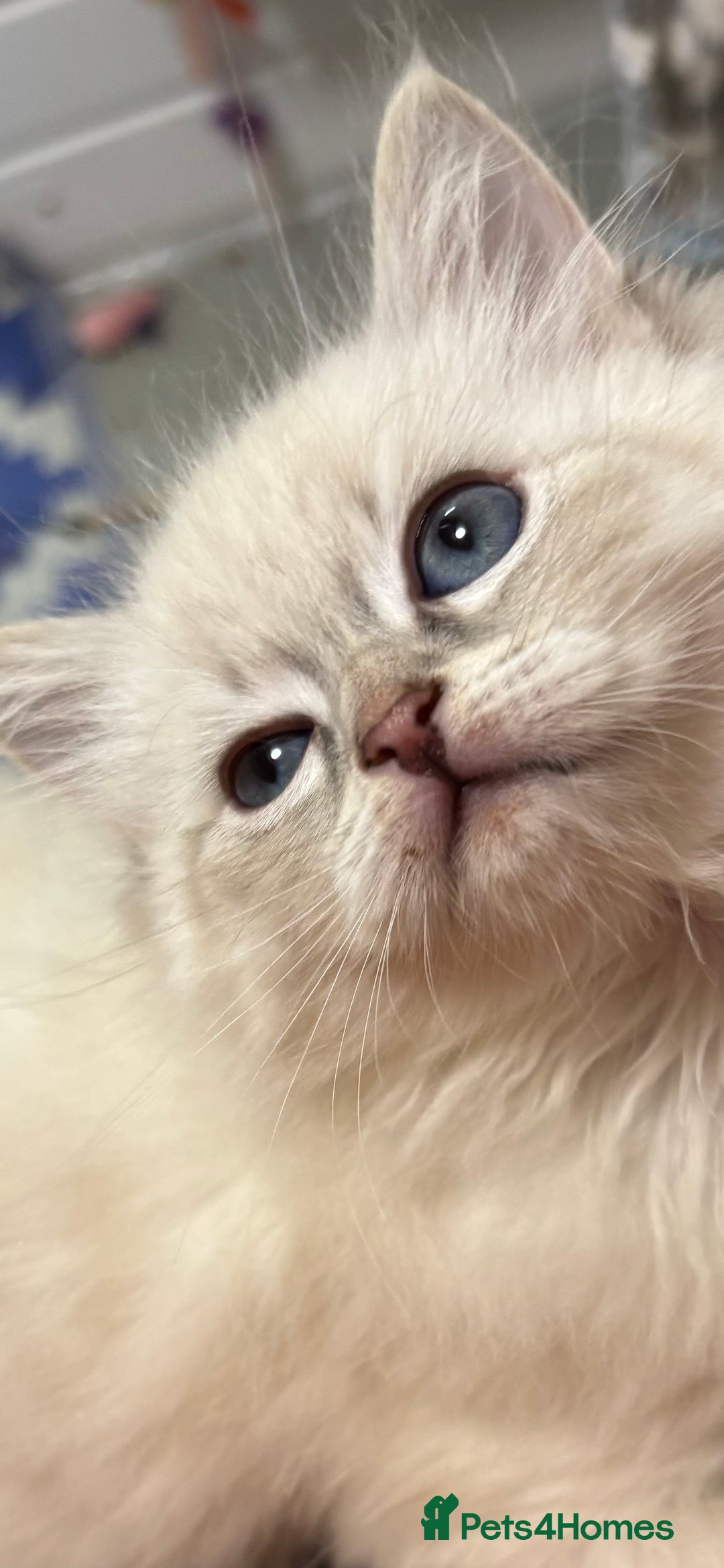 Siberian cats for sale: Tica registered kittens - Image 12