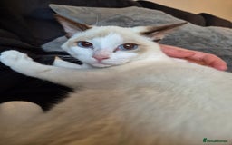 Snowshoe cats for sale: Pedigree Snowshoe kittens ready 8th november  - Image 1