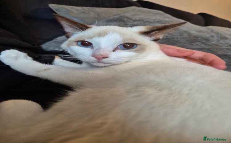Snowshoe cats - Advert 1