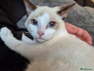 Snowshoe cats - Advert 11