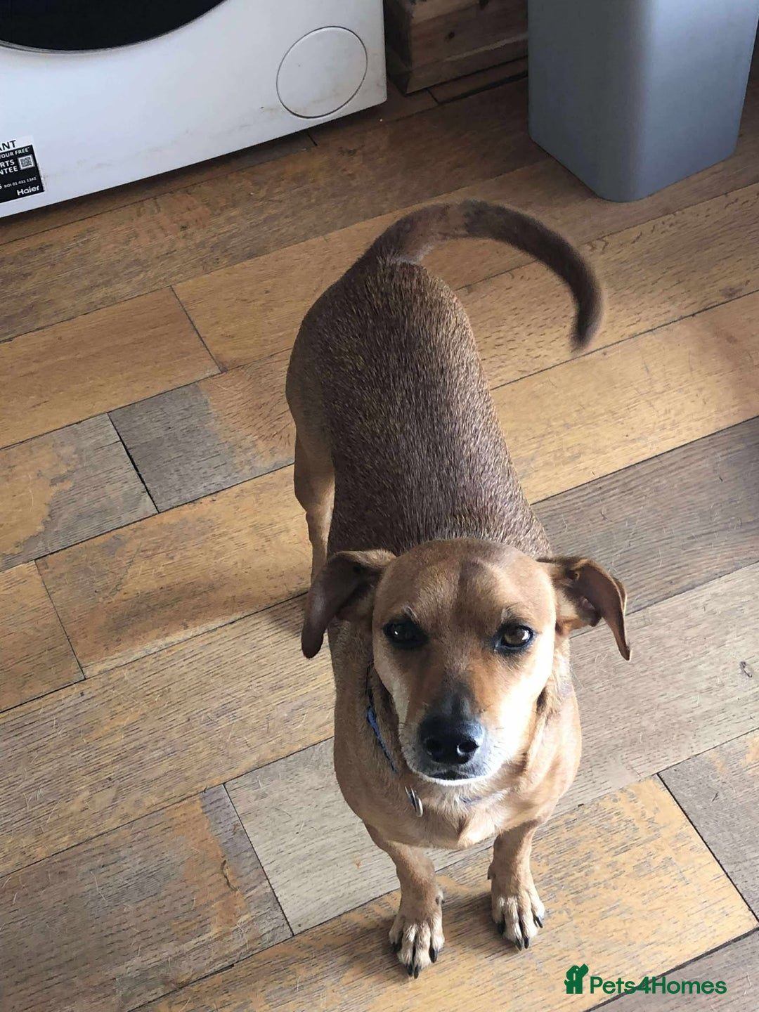 Mixed Breed dogs for adoption: Mickey – Cheeky, Cuddly and Charming Companion - Image 6
