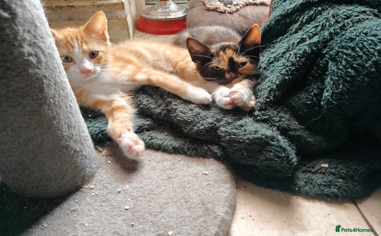 Mixed Breed cats - Advert 12