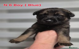 German Shepherd dogs for sale: German Shepherd puppies  - Advert 19