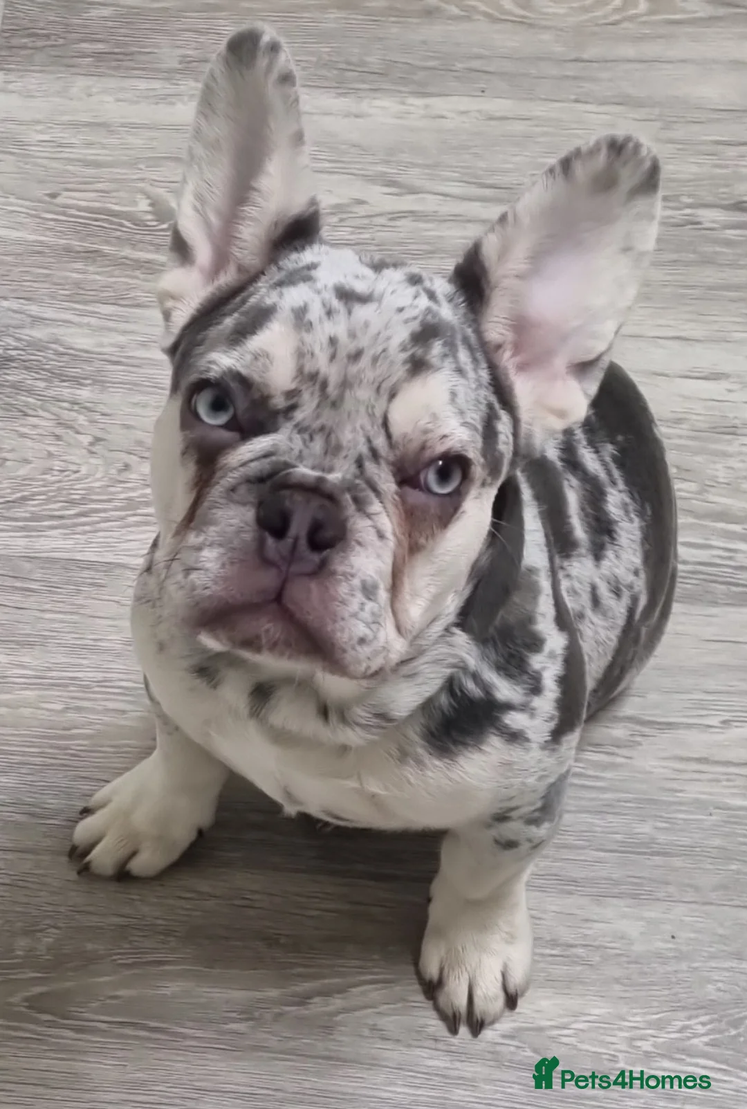 French Bulldog dogs for sale: 3 gorgeous french bulldog puppies - Advert 9