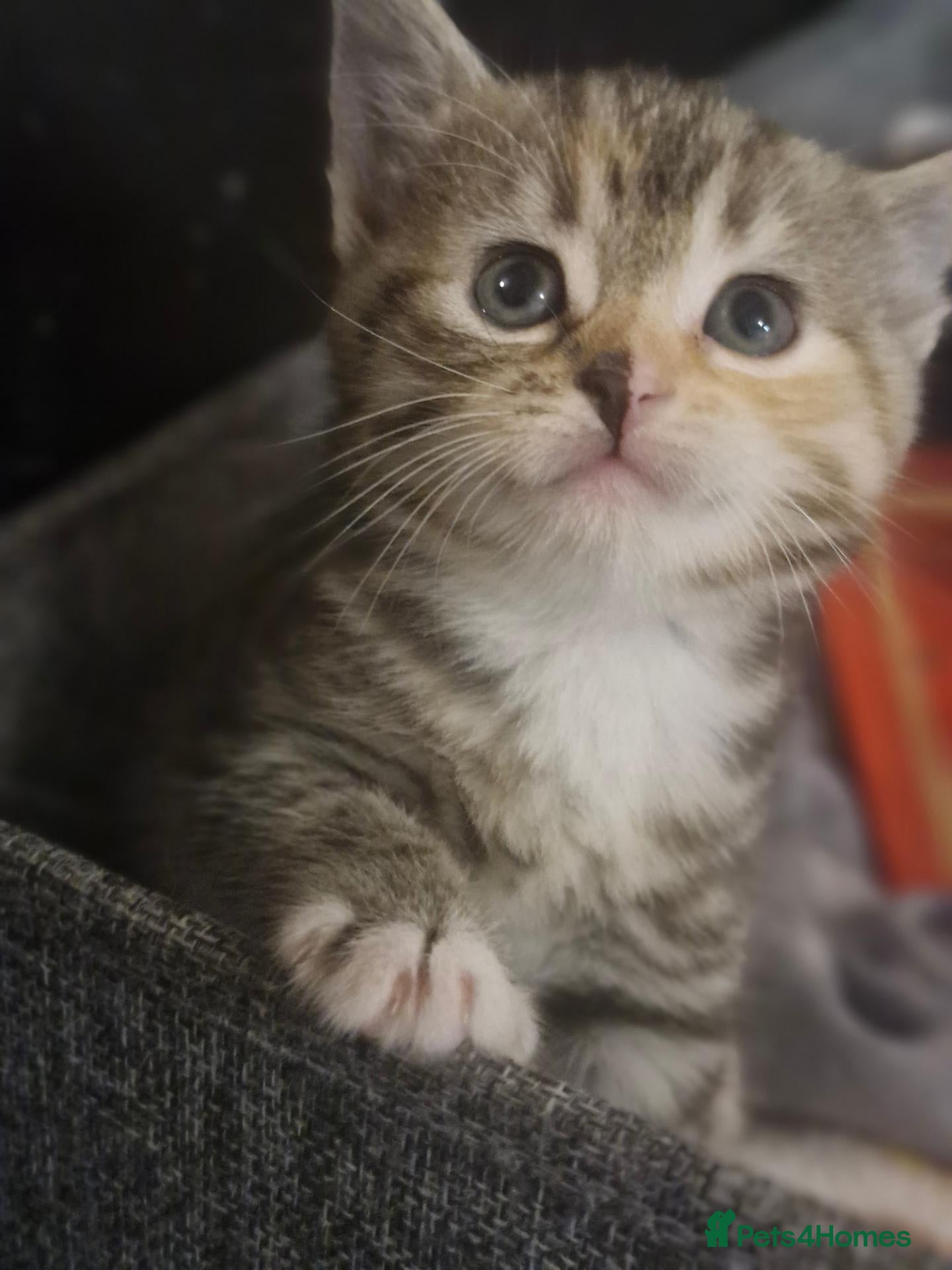 Mixed Breed cats Male and female tabby and ginger kittens  - Advert 4