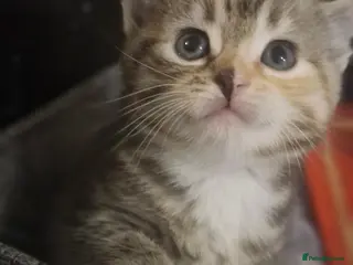 Mixed Breed cats Male and female tabby and ginger kittens - Advert 4