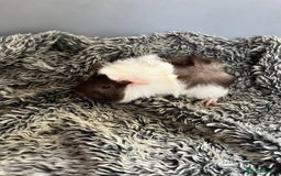 Guinea Pig rodents for sale: Boy guinea pigs for sale  - Image 3