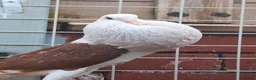 Pigeons birds for sale: Pair of Pouter Pigeons for sale - Advert 2