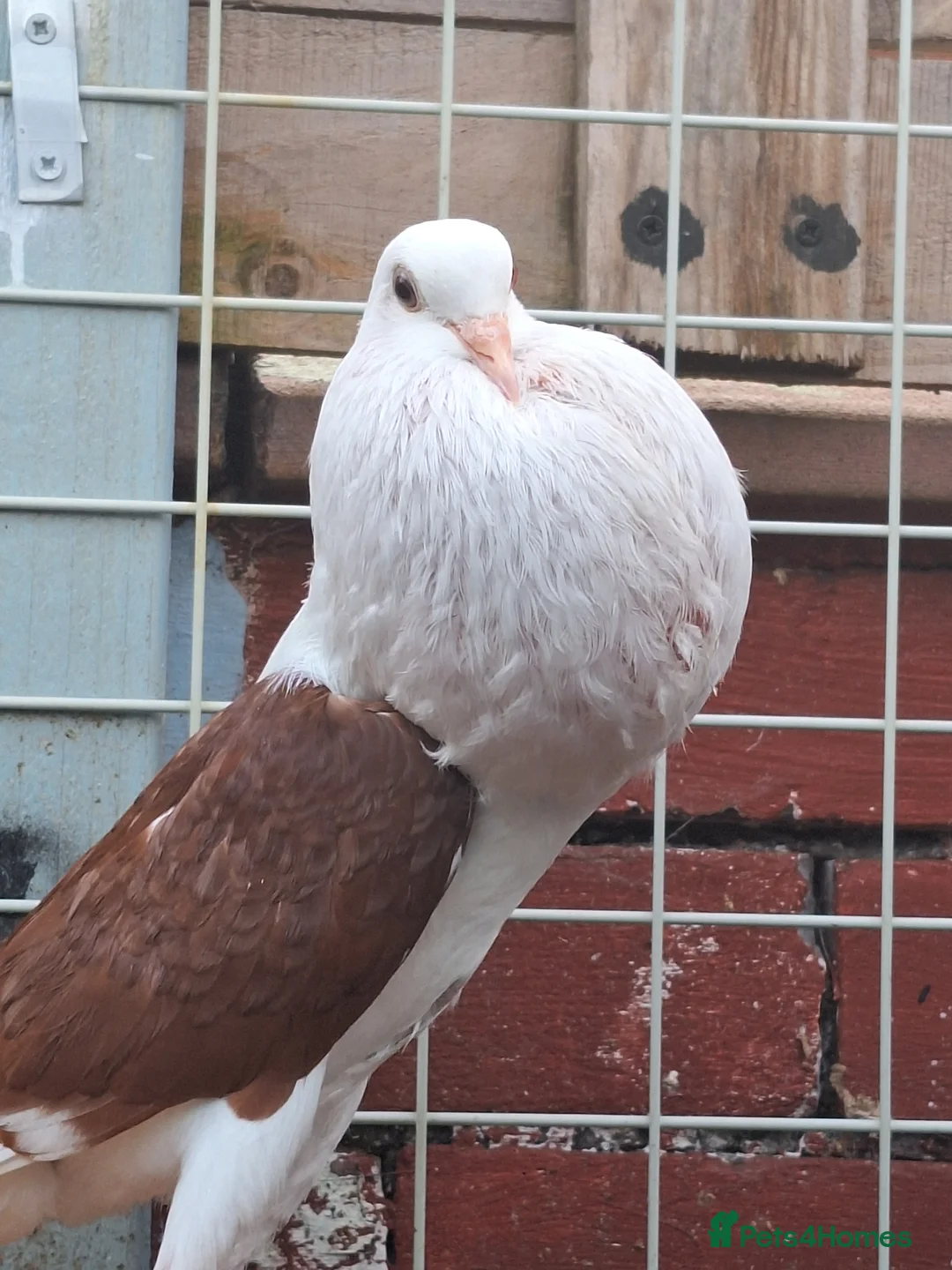 Pigeons birds for sale: Pair of Pouter Pigeons for sale - Advert 2