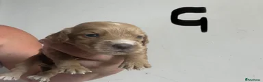 Cocker Spaniel 6
