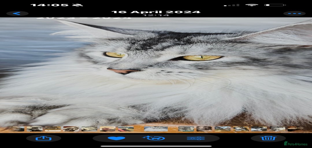 Gallery Image {{count}}