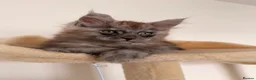 Maine Coon cats for sale: MaineCoon World Champion Bloodlines/London  - Advert 39