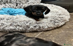 Dachshund dogs for sale: Mini dachshund puppies - Image 3