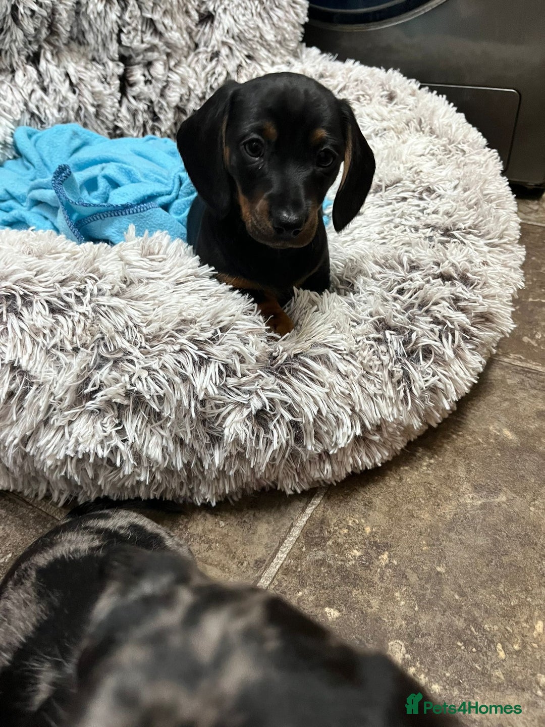 Dachshund dogs for sale: Mini dachshund puppies - Image 3
