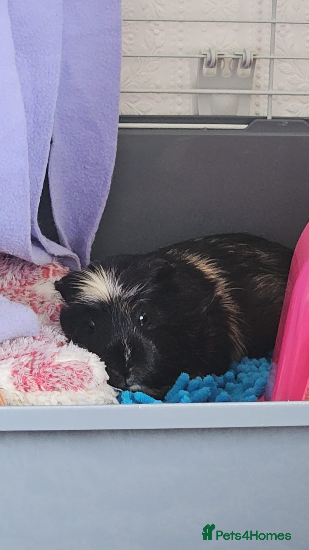 Guinea Pig rodents for sale: 2 male guinea pigs 1 year old - Advert 2