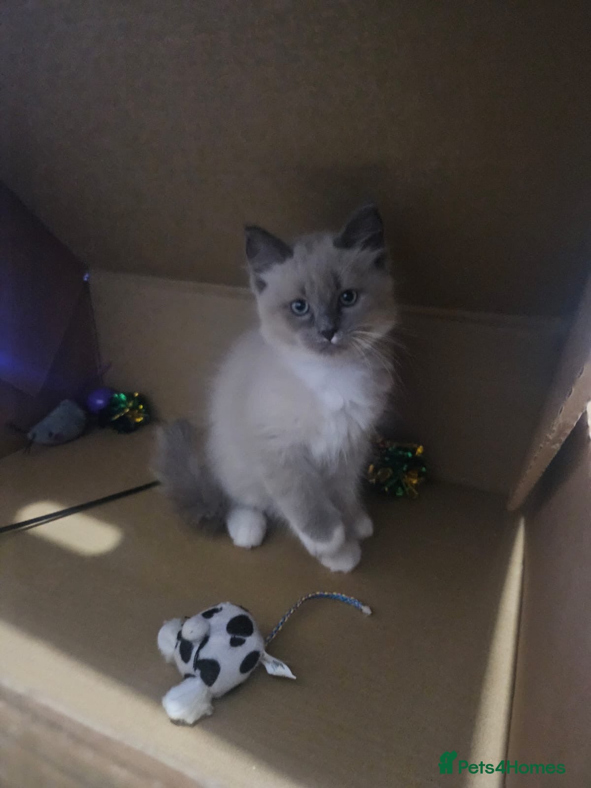 Ragdoll cats READY SAT 24th 1 BOY LEFT Ragdoll KITTEN fully vac - Advert 10