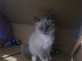 Ragdoll cats READY SAT 24th 1 BOY LEFT Ragdoll KITTEN fully vac - Advert 10