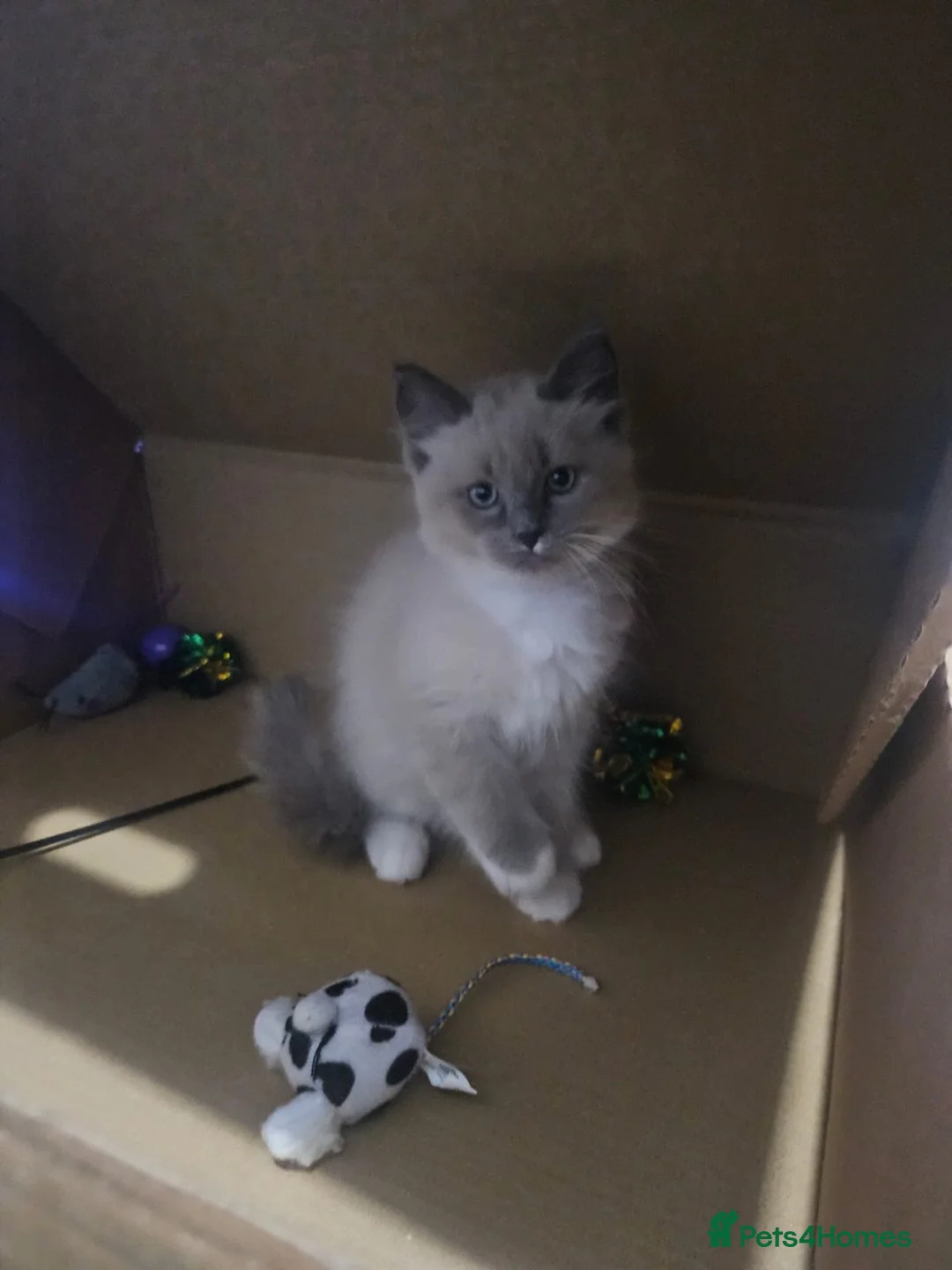 Ragdoll cats for sale: Fully vaccinated, vet checked V cuddly Ragdoll boy - Advert 23