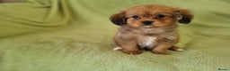 Mixed Breed dogs for sale: Cavapom - Advert 4