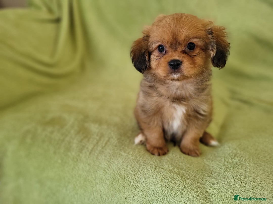 Mixed Breed dogs for sale: Cavapom - Advert 4