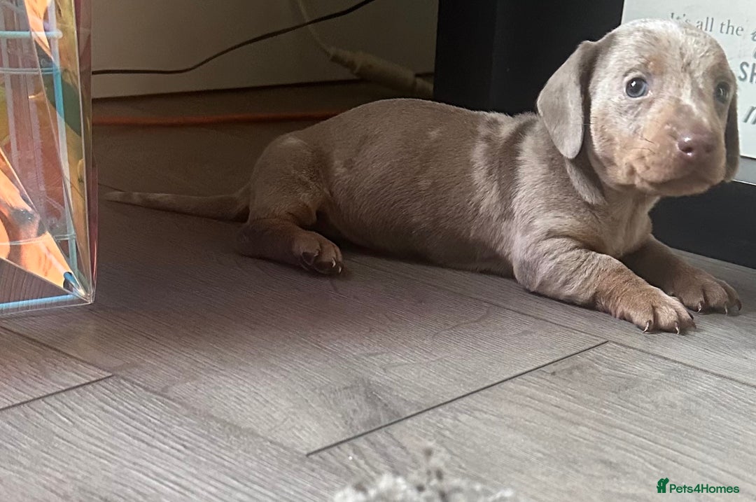 Dachshund dogs for sale: Dachshund dapple boy  - Advert 5