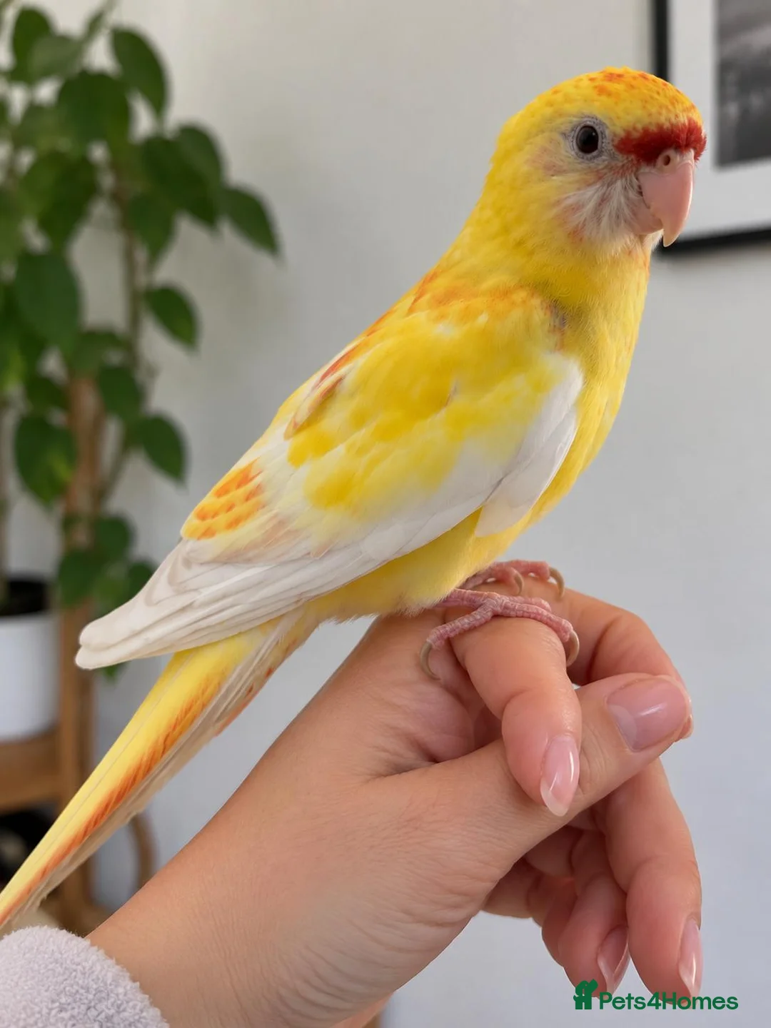 Parakeets birds for sale: Red rumped lutino parakeet 4 months old baby - Advert 2