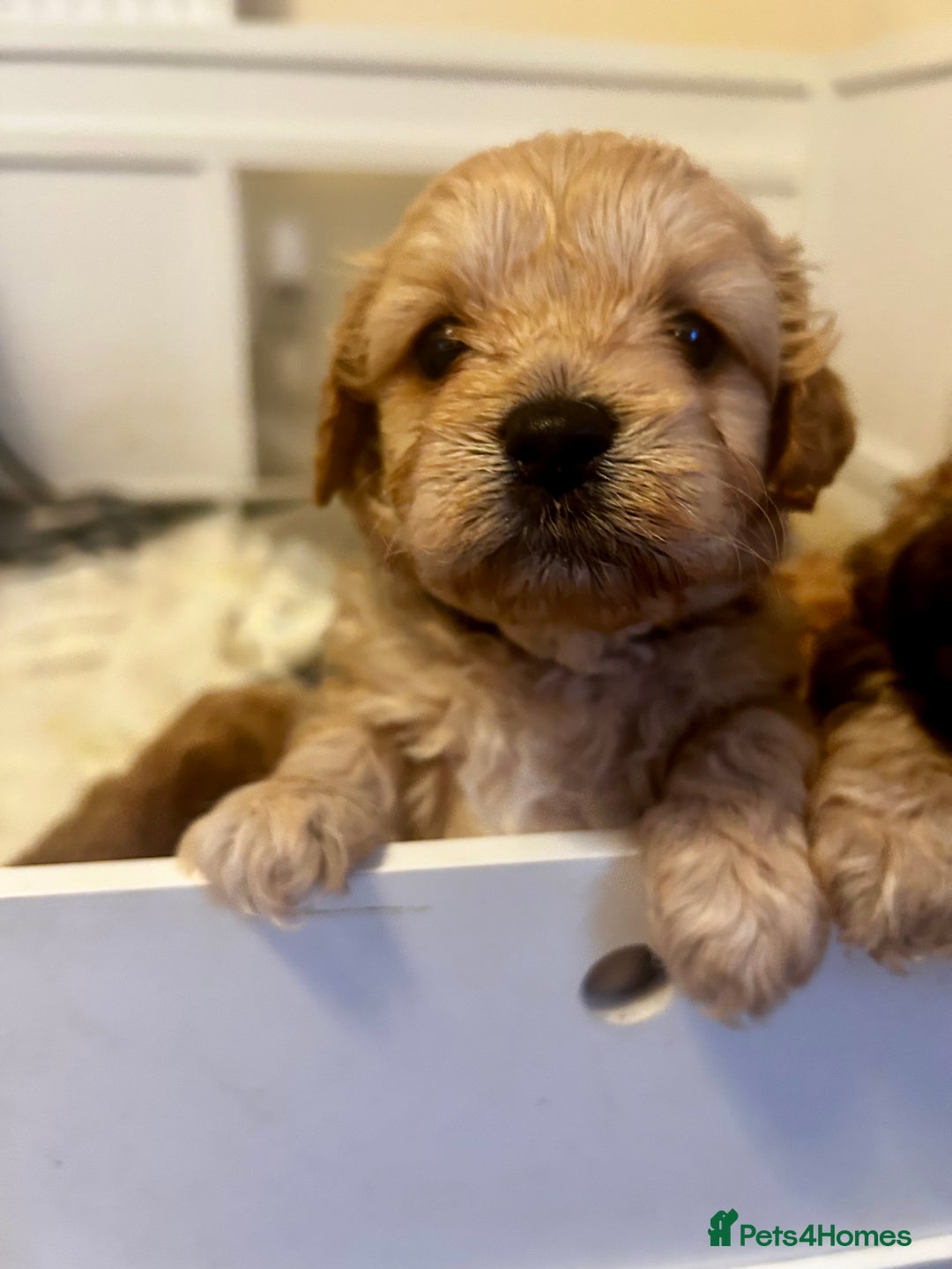 Cavapoochon dogs for sale: Cavapoochons 5 girls 2 boys - Advert 10