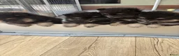 Pomeranian dogs for sale: KC registered Pomeranian  - Advert 3