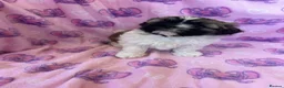 Shihpoo dogs for sale: Shihpoo puppies for sale  - Advert 11