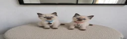 Ragdoll cats for sale: Dreamy Blue-eyed Ragdolls - Advert 2