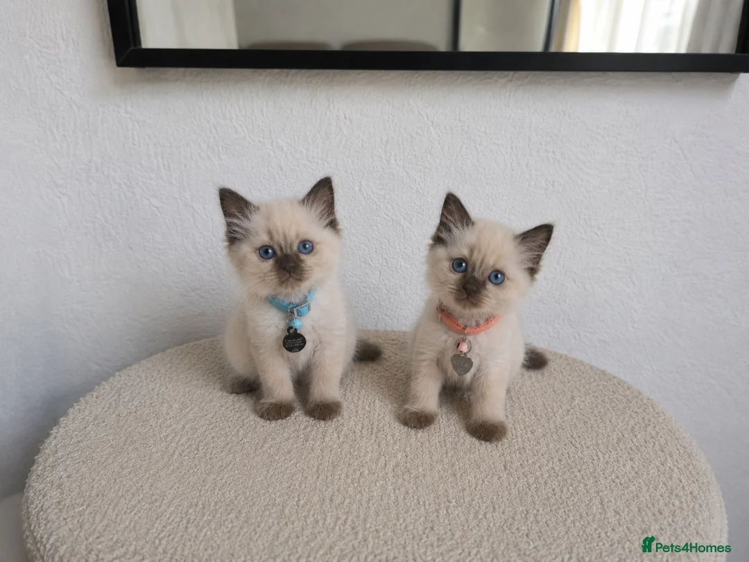 Ragdoll cats for sale: Dreamy Blue-eyed Ragdolls - Advert 2