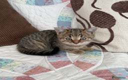 Mixed Breed cats for sale: 5 Gorgeous Tabby Kittens for sale. - Advert 9
