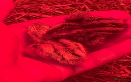 Quail poultry for sale: 3 MALE COTURNIX QUAIL, HATCHLINGS & EGGS FOR SALE - Advert 11