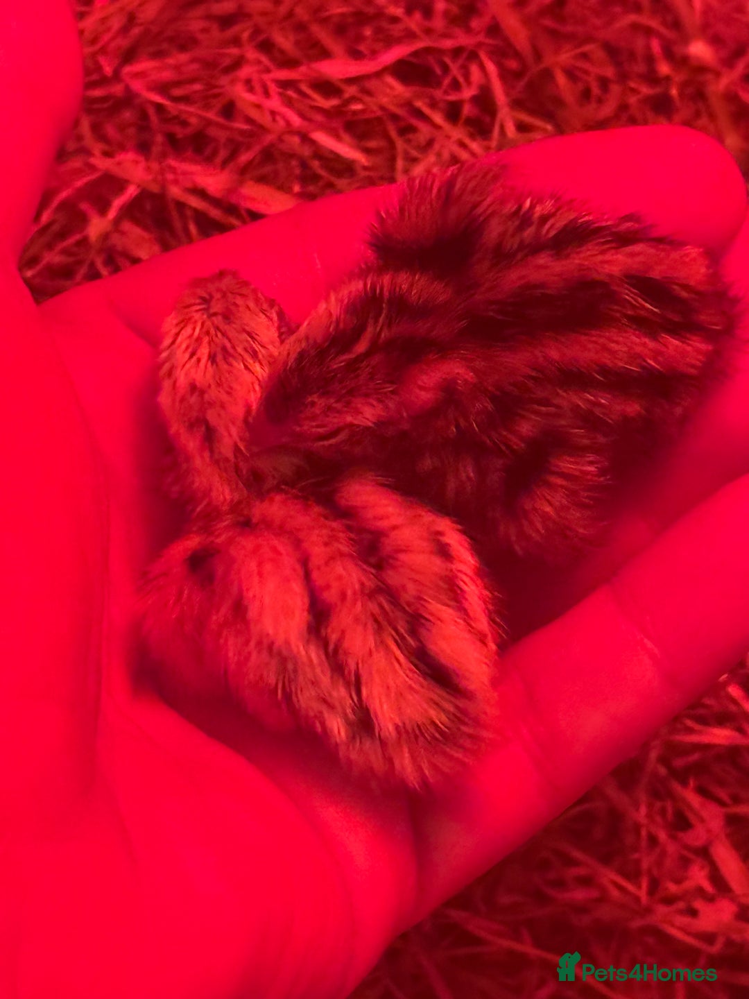 Quail poultry for sale: 3 MALE COTURNIX QUAIL, HATCHLINGS & EGGS FOR SALE - Advert 11