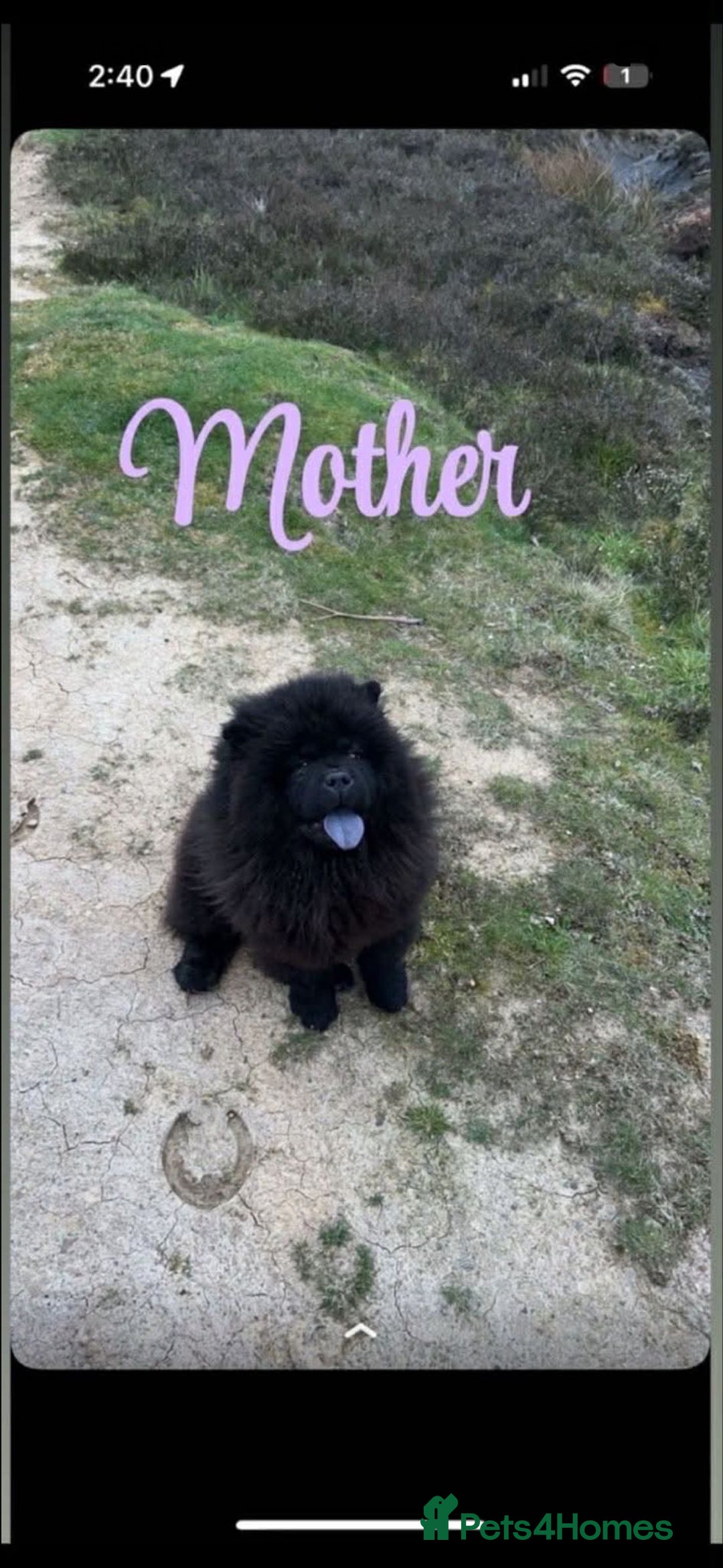 Chow Chow dogs for sale: Male chow chow  - Advert 5