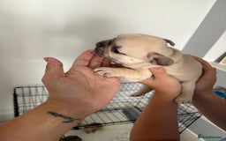 French Bulldog dogs for sale: 4 beautiful ** frenchies  - Image 5