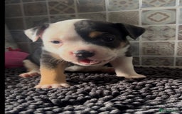 Mixed Breed dogs for sale: Staffie/Frenchie pups - Image 8