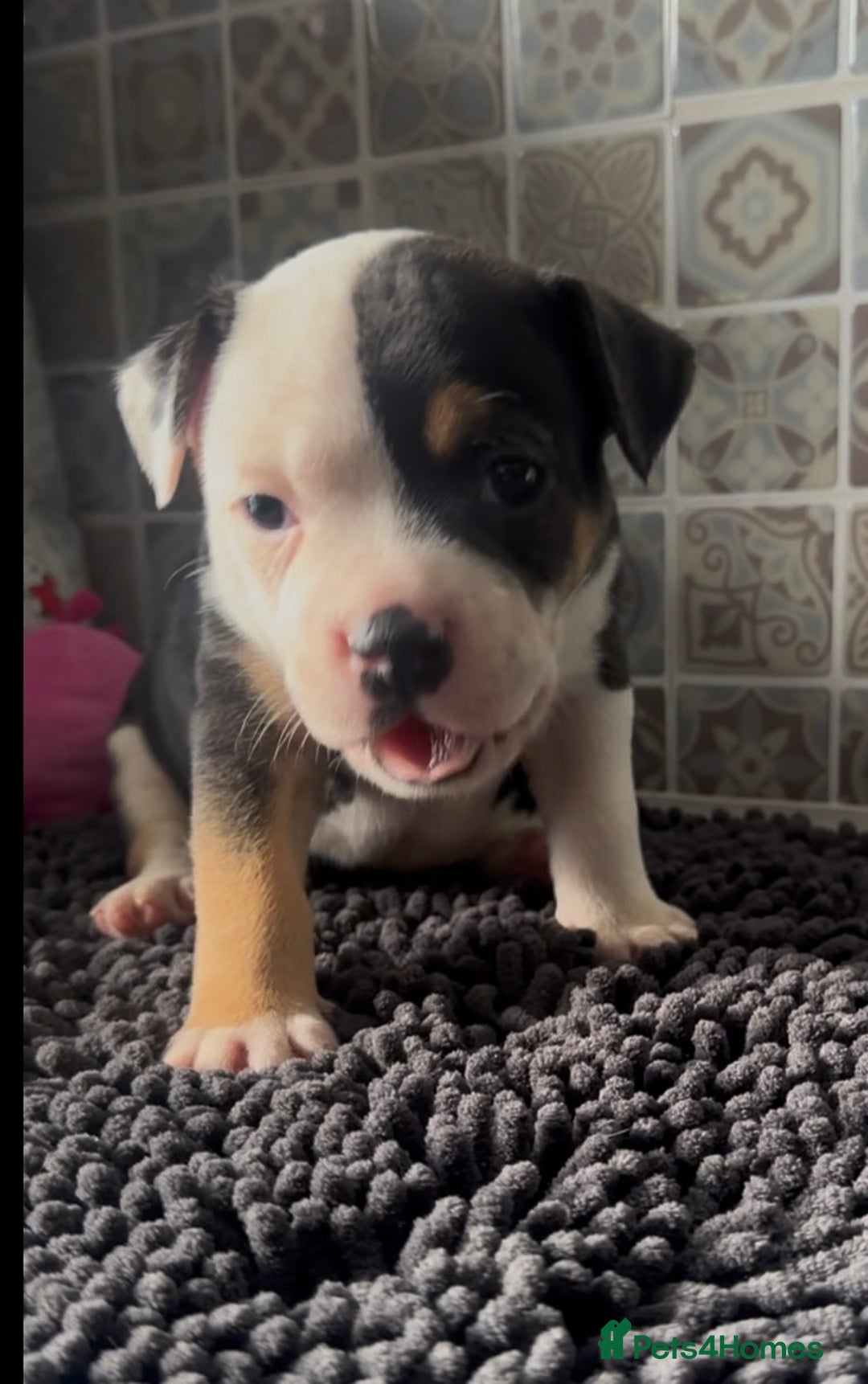 Mixed Breed dogs for sale: Staffie/Frenchie pups - Image 8