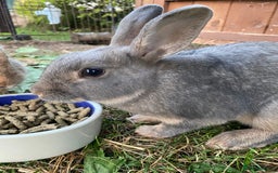 Lionhead rabbits for sale: Beautiful Lionhead rabbit 4 months old girl  - Image 4